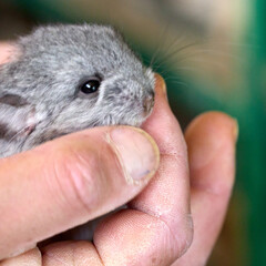 chinchilla