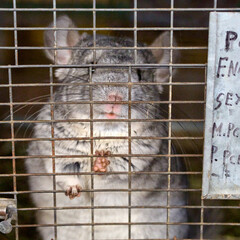 chinchilla