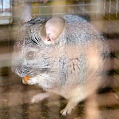 chinchilla