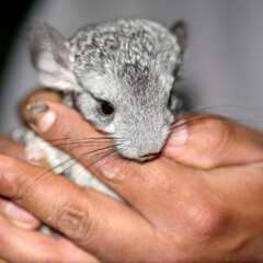chinchilla