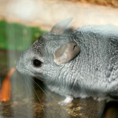 chinchilla