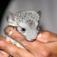 chinchilla