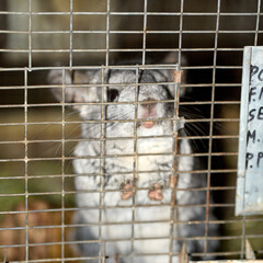 chinchilla