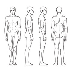 Anatomical study of a male figure in multiple views front side and back