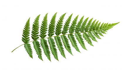A single green fern leaf with detailed fronds isolated against a black background in a studio shot on transparent background