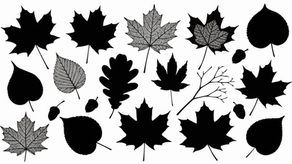 Collection of Autumn Leaves and Acorns in Silhouette and Detailed Styles. © Rahmad