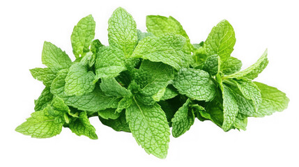 A vibrant bunch of fresh green mint leaves clustered together on a stark black background close up view on transparent background
