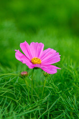 Fototapeta premium Cosmos Gesang Flower Detailed Macro Closeup