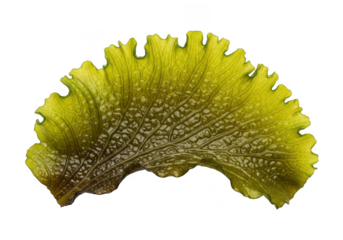 Yellow Green Leaf with Intricate Veins and Ruffled Edges on transparent background