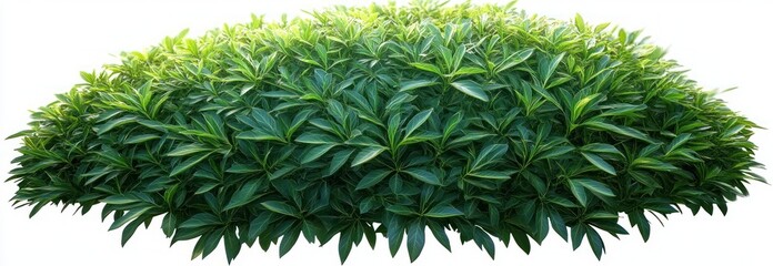 lush dome-shaped dense green shrub with layered glossy leaves isolated on white background, fresh vibrant and tranquil
