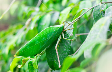 Leaf insects camouflage themselves to blend in with the leaves they live on in order to escape predators.