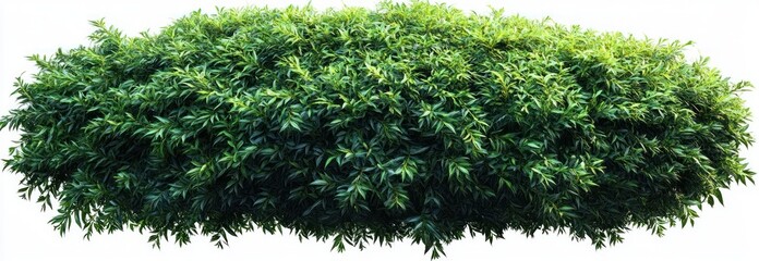 Lush dense green shrub hedge with abundant narrow leaves isolated on white background, fresh and tranquil garden foliage