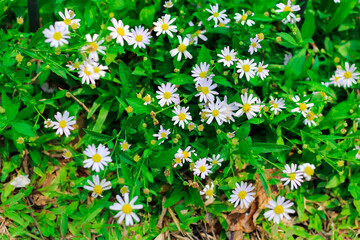 Argyranthemum frutescens or marguerite daisy blooming
