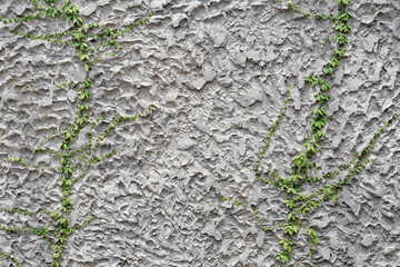 Gray cement block wall with creeping green plant growing on background