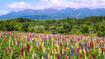 那須町　那須フラワーワールドのルピナスと那須連山
