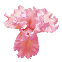 Pink iris flower isolated on white background. Easter. Summer. Spring. Flat lay, top view. Love. Valentine's Day. Floral pattern, object. Nature concept © Flower Studio