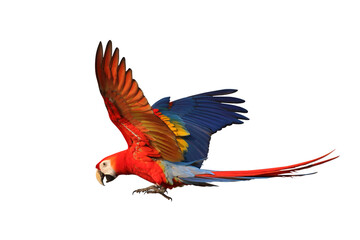 Colorful flying Scarlet Macaw parrot isolated on transparent background png file	