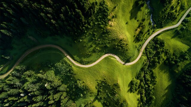 Winding road through lush forest