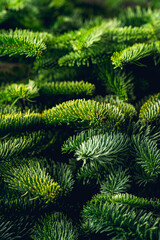 Fir branches as christmas background. Evergreen christmas branches.