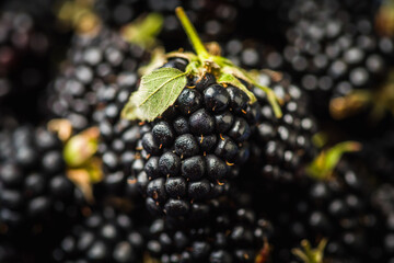 Selective focus on a single blackberry on a berries background. Shot from above. Shallow depth of field.
