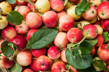 Top view of crabapples as natural pattern background. Shot from above.