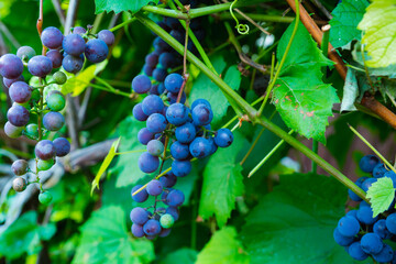 Cluster of blue grapes on vine. Selective focus.