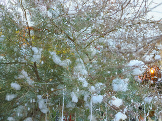 winter snow blurred background in city park, snowfall in forest, tree branches and bushes covered with snow,