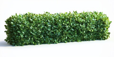 Rectangular trimmed green hedge with dense glossy leaves on a clean white background, fresh and orderly calm mood