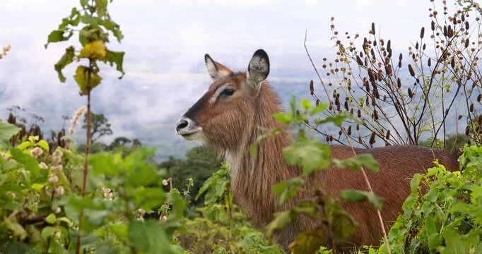 Close up side view of large Water Buck in Ngorongoro Conservation area, Tanzania, Africa