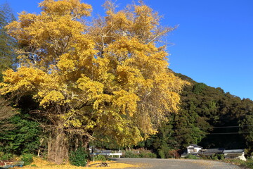 笹場の大銀杏　（高知県　中土佐町）