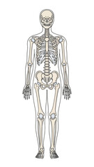 Full human skeleton diagram showing major bones within a body outline.