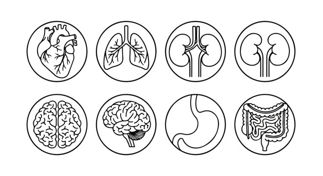 Black and white line art illustrations of eight human organs including heart, lungs, kidneys, brain, stomach and intestines in circular frames on a white background.