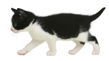 Obraz premium Black and white cat, domestic feline, walking with alert expression, short fur, side view, isolated on transparent background, playful and curious pet