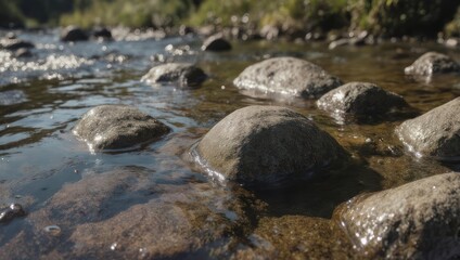 Obraz premium Close-up of smooth rocks in a clear, shallow river on a sunny day.