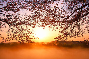 宇都宮市　鬼怒川の石井桜堤と川霧