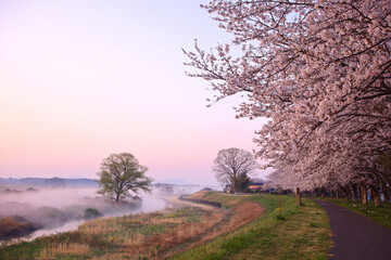 宇都宮市　鬼怒川の石井桜堤と川霧