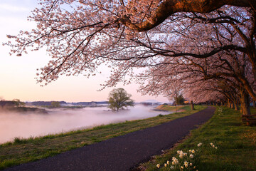 宇都宮市　鬼怒川の石井桜堤と川霧