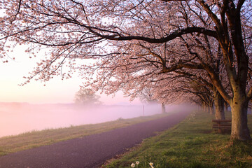 宇都宮市　鬼怒川の石井桜堤と川霧