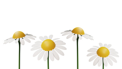 3d render with cartoon daisies border.
