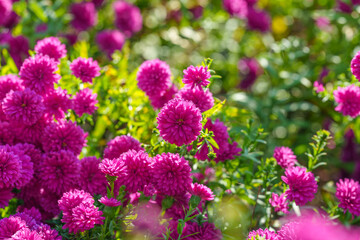 Close-up photo of purple chrysanthemum flowers (Chrysanthemum morifolium) in full bloom in autumn