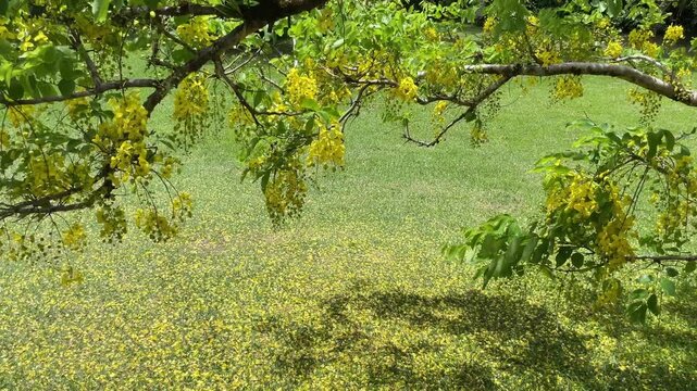Beautiful Golden Shower Tree Cassia Fistula with Vibrant Yellow Blossoms and Fallen Petals on a Green Lawn