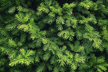 close-up of dense green conifer branches and needles, lush layered foliage conveying calm freshness and natural tranquility