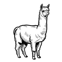 Fototapeta premium Illustration of a standing llama in a sketched style