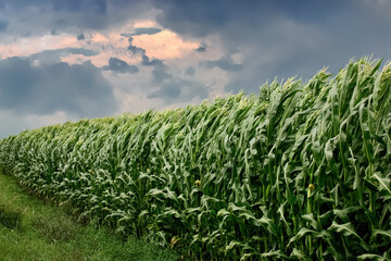 Gust front winds of a thunderstorm blowing on corn stalks in a cornfield