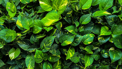 Top view of green leaves. background. environment. decorative, decoration. garden. leaf. eco, ecology, ecological. outdoor. colorful. botanical. bright. scene. scenic.. high angle, above.