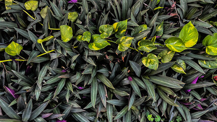 Top view of purple, bright dan dark green leaves. high angle, above, flat lay. background. environment. decorative, decoration. garden. sstkbackgrounds. close up view. leaf. eco, ecology, ecological. 