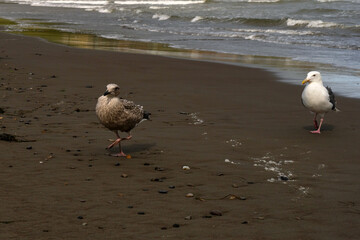 A young mottled seagull and an adult gray-and-white gull walk along the sandy shoreline together, with gentle waves breaking behind them
