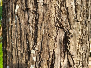 Detailed Close-up of Natural Tree Bark Texture