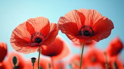 Two red poppies with delicate translucent petals and dark centers backlit against a clear blue sky, evoking calm uplifting summer serenity