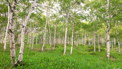 佐久穂町　八千穂高原の白樺